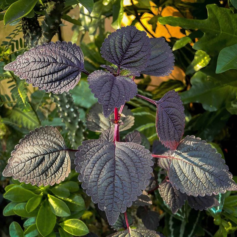Shiso (Perilla)
