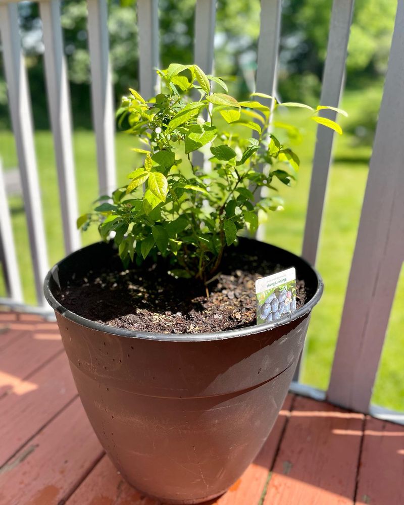 Blueberries Are Difficult to Grow