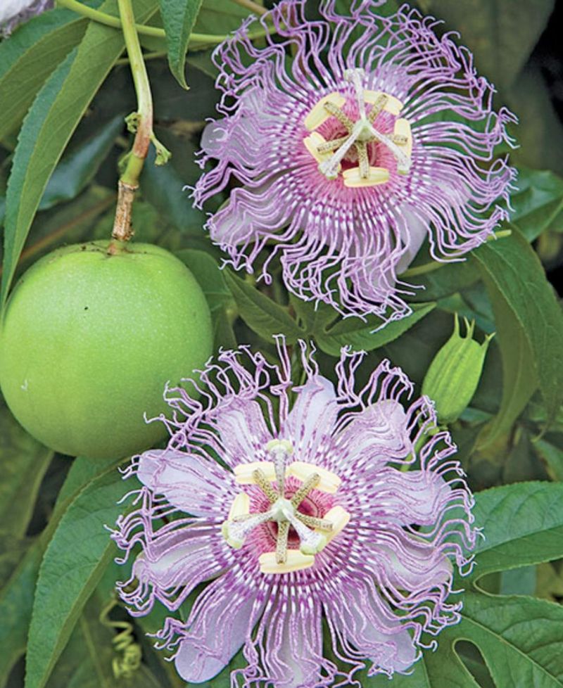 Passionflower