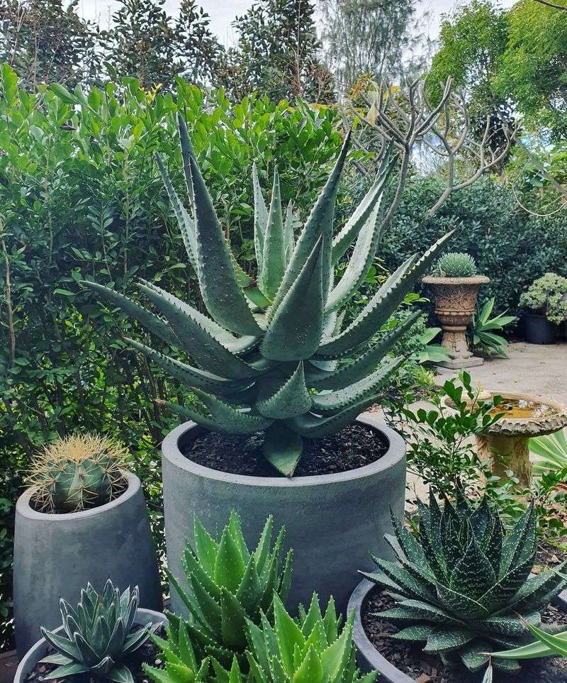 Container Gardening Clusters