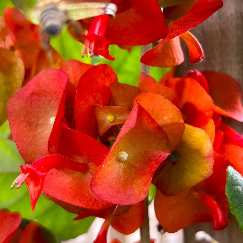 Mandarin Hat Plant