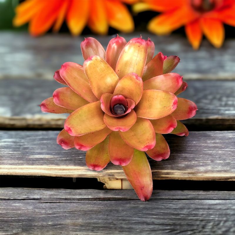 Orange Bromeliad