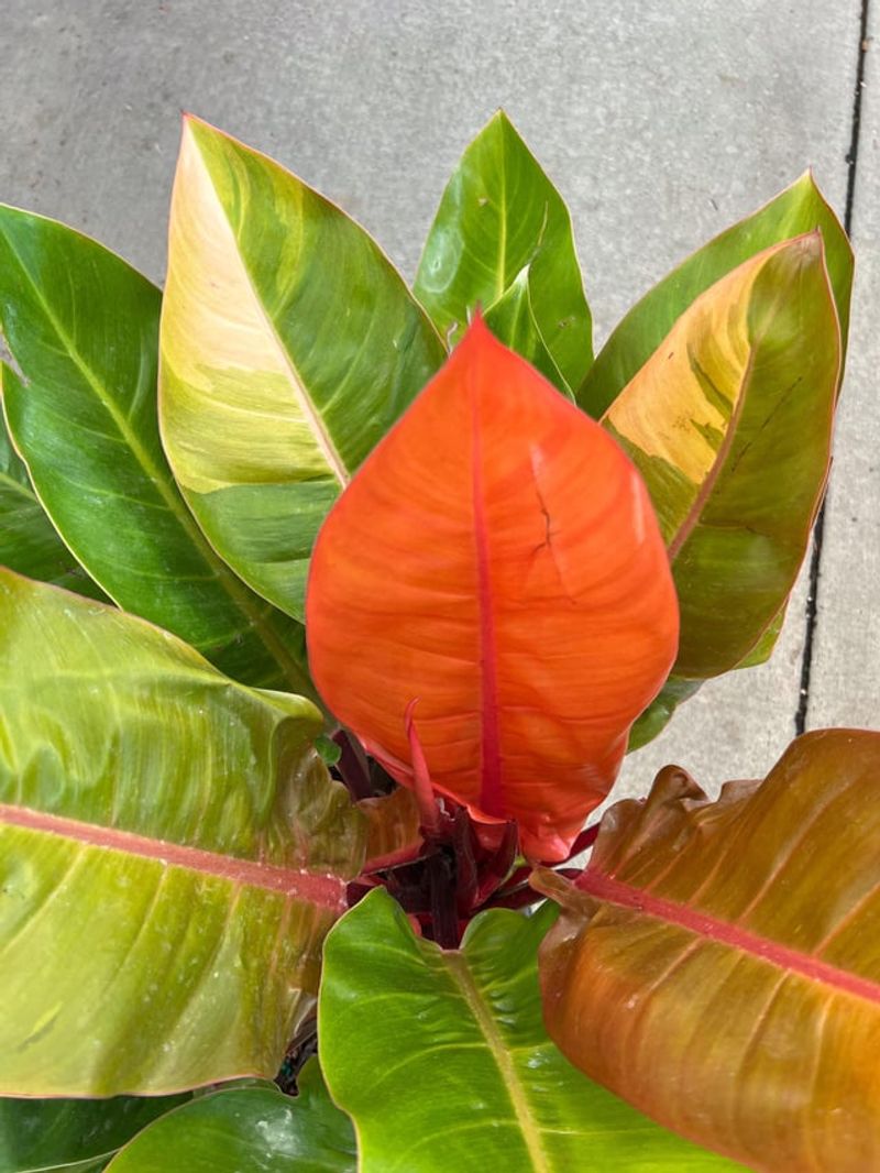 Prince Of Orange Philodendron
