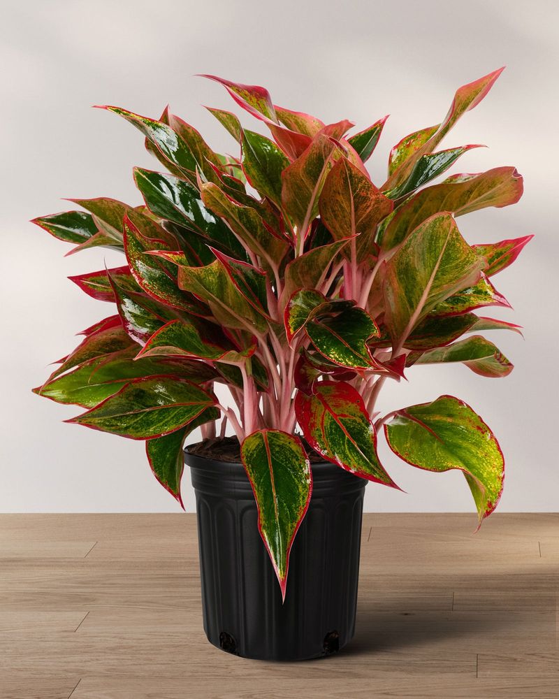 Chinese Evergreen's Outdoor Color Boost