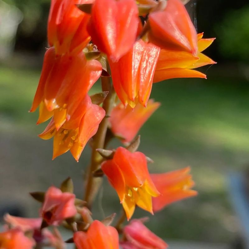 Kalanchoe Blossfeldiana