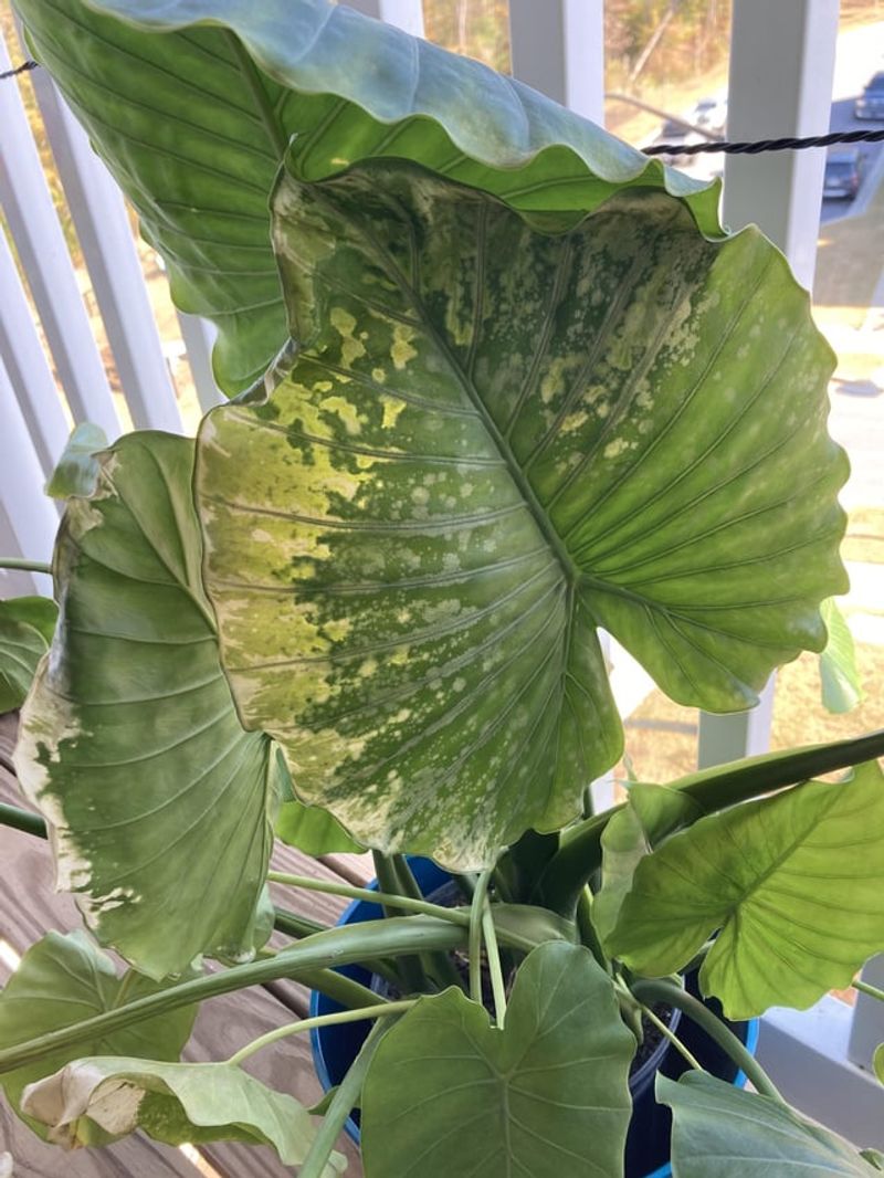 Alocasia: The Elephant Ear That Trumpets Distress