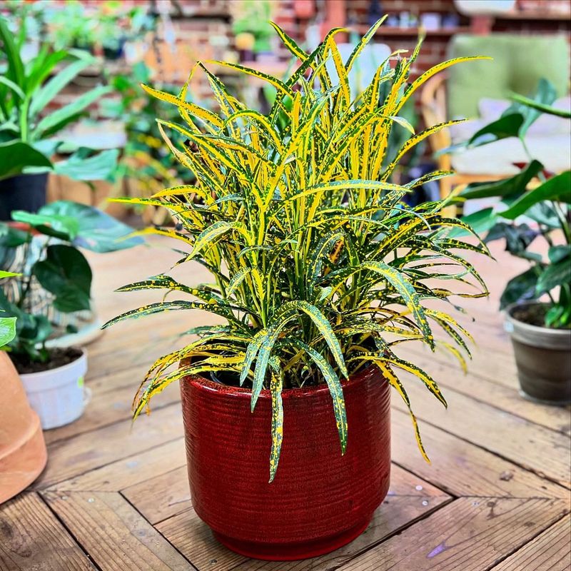 Croton
