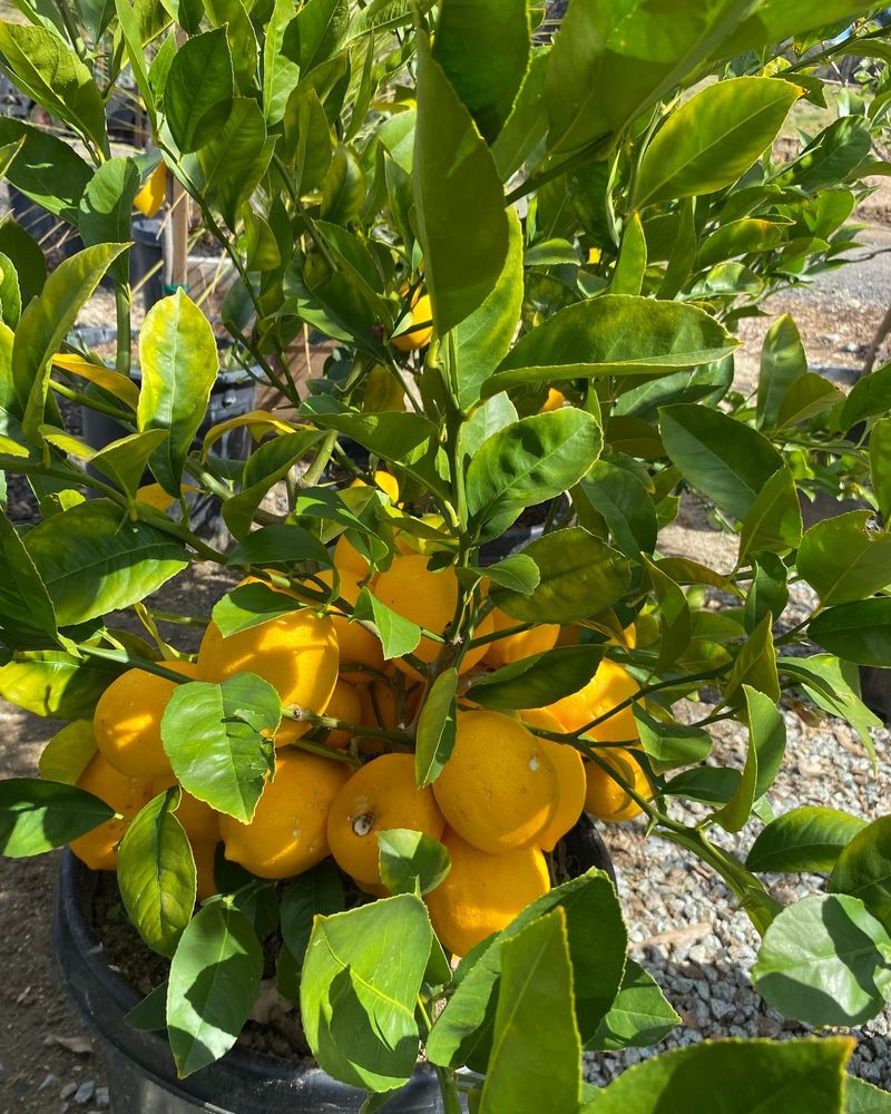 Lemon Tree