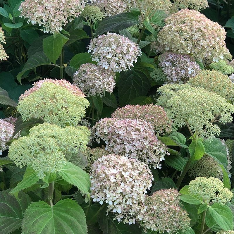 Hydrangeas