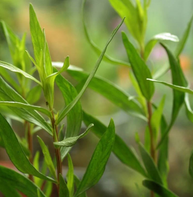 Tarragon