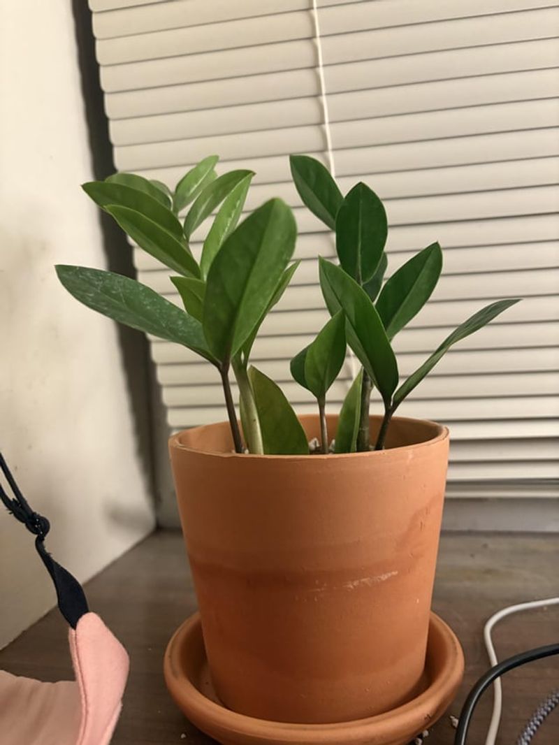 ZZ Plant