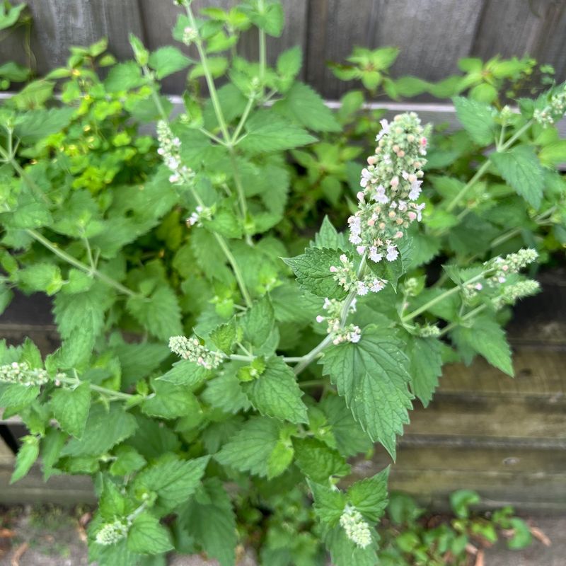 Catnip: Natural Cucumber Beetle Repellent