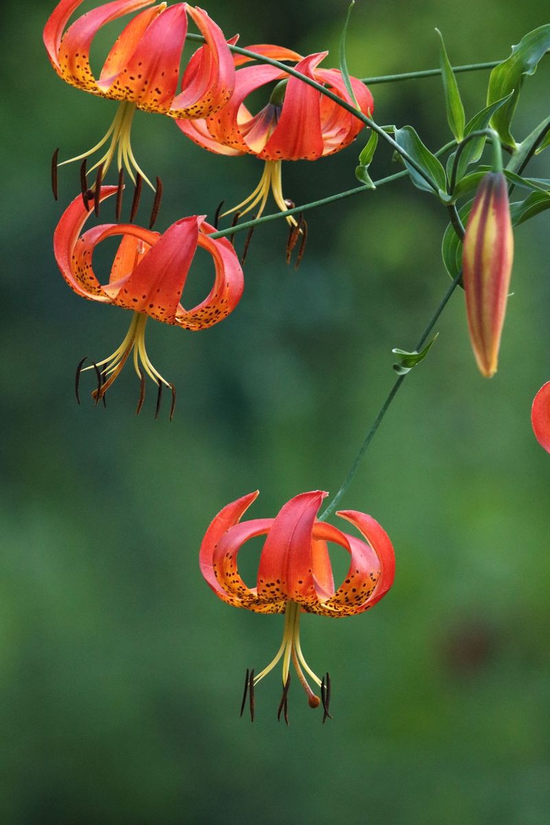 Turk's Cap Lilies