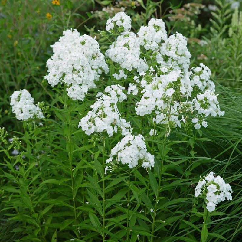 Phlox: Cottage Garden Charmer