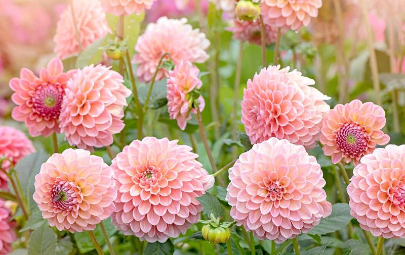 Dahlias: Tuber-Storing Beauties With Winter Worries