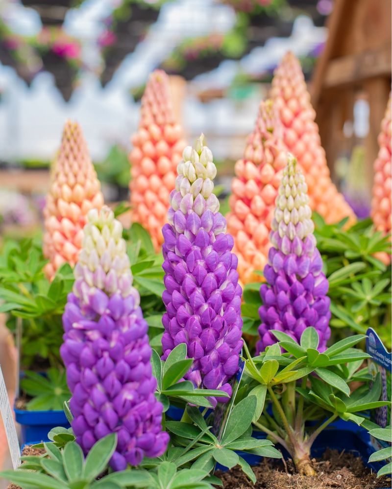 Lupines