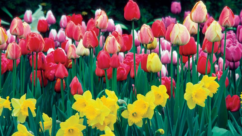 Spring Bulbs