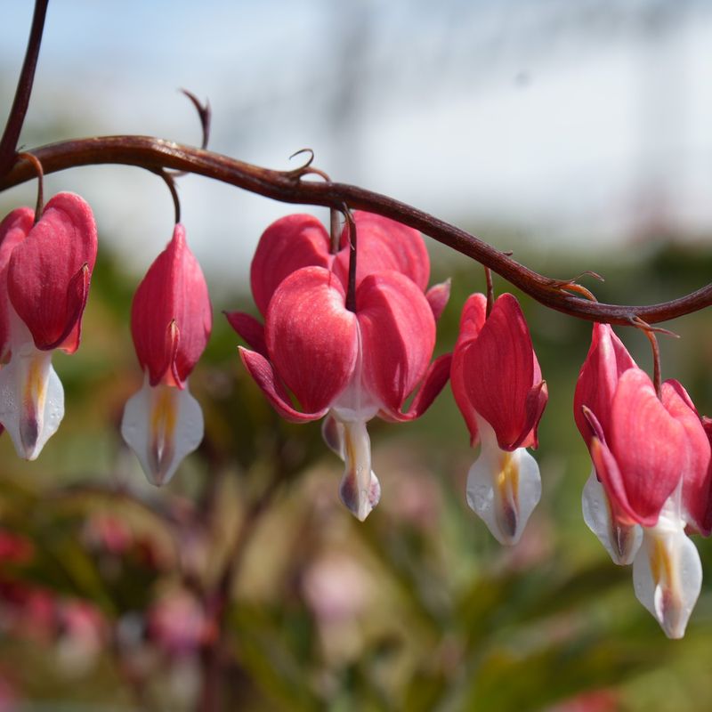 Bleeding Heart