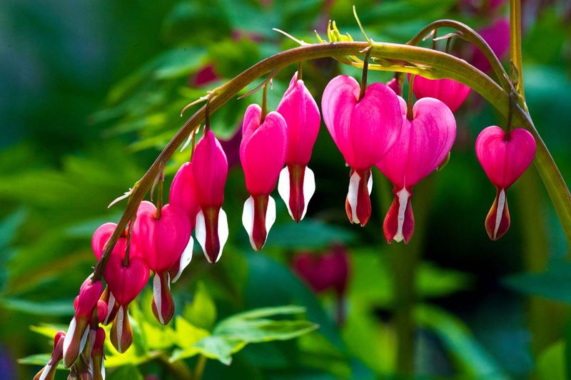 Bleeding Hearts Fade Fast in Pots