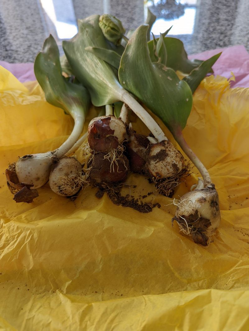 Tulip Bulbs