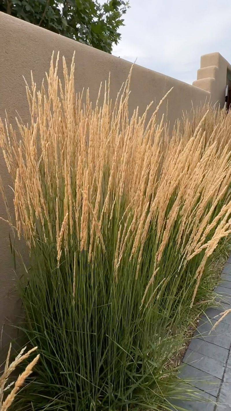 Ornamental Grasses