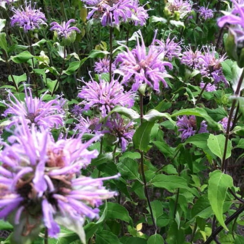 Bee Balm Forms Weed-Resistant Colonies