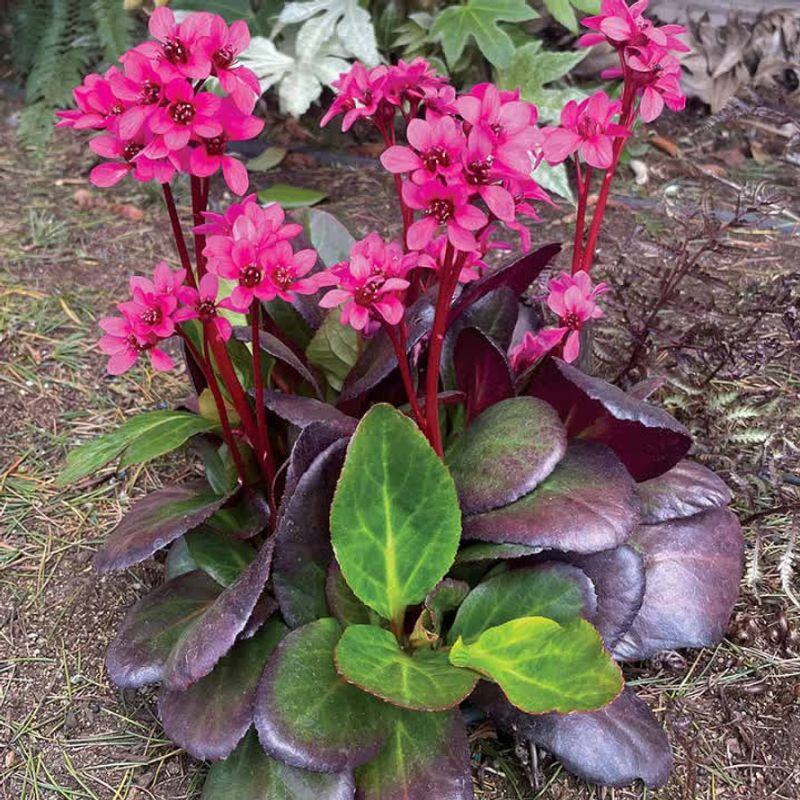 Bergenia: The Pig-Squeak Plant