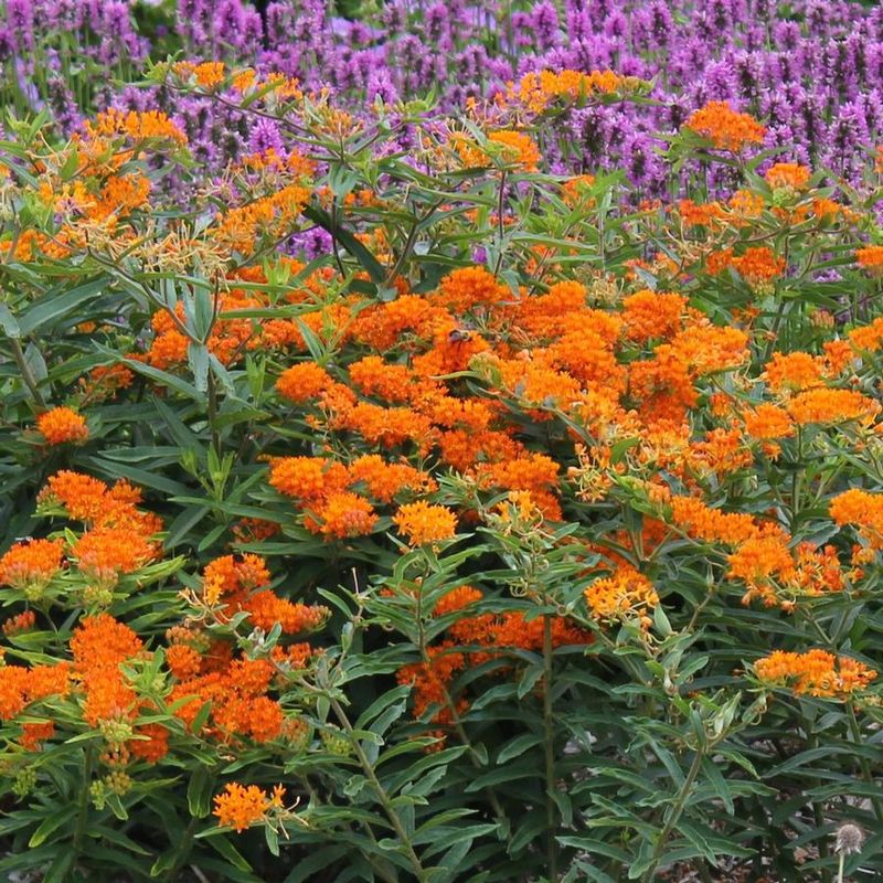 Butterfly Weed