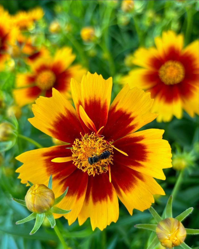 Coreopsis: Sunshine in Plant Form