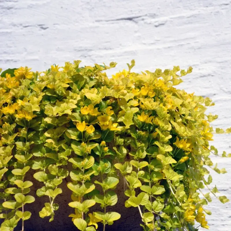 Creeping Jenny