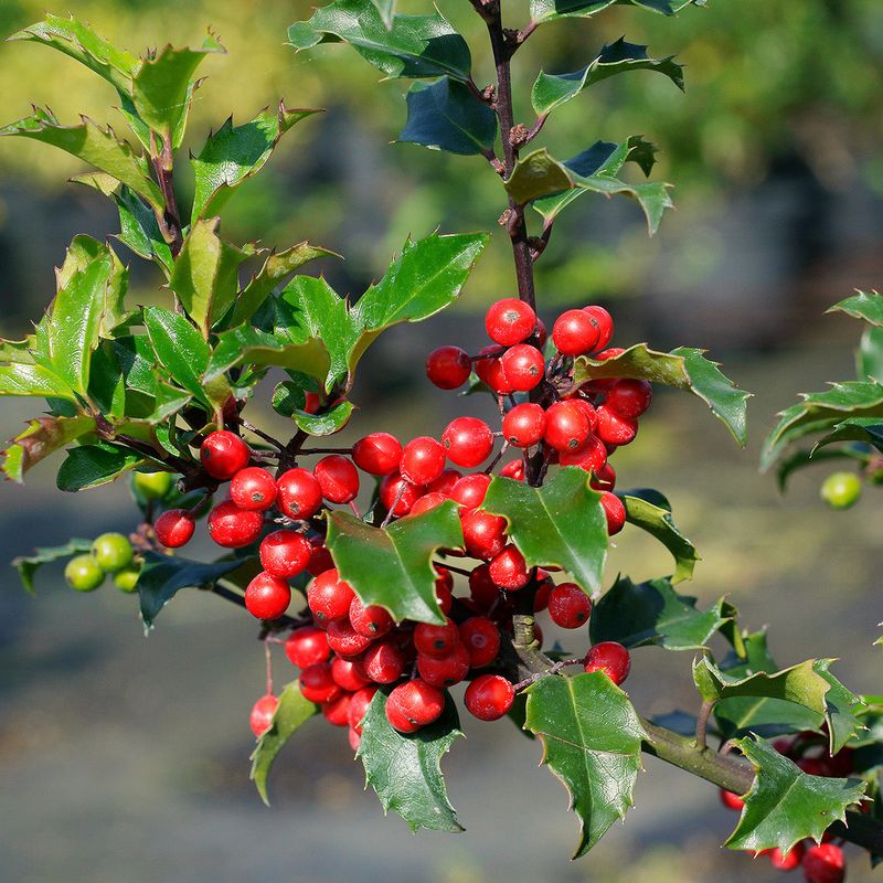 Holly Bushes