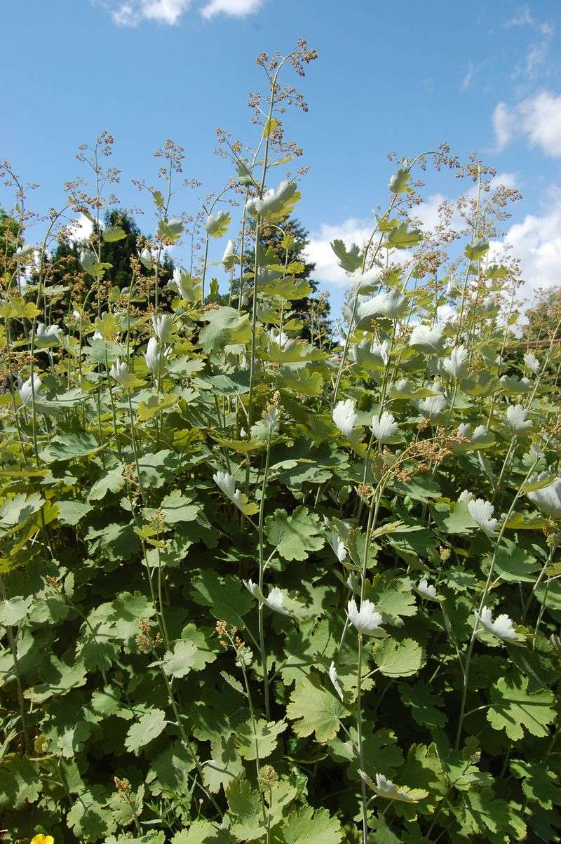 Plume Poppy (Macleaya cordata)