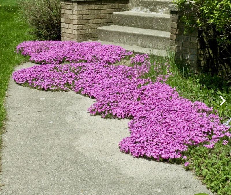 Native Groundcovers