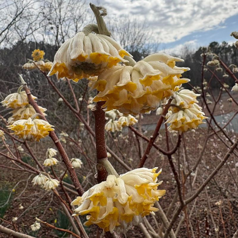 Edgeworthia Chrysantha ‘Winter Gold’