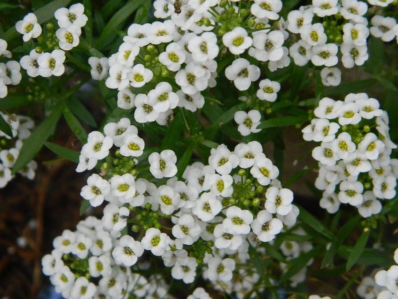 Alyssum Allure