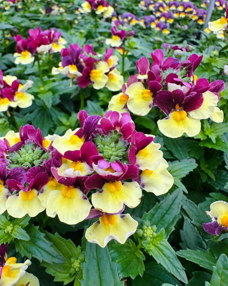Nemesia