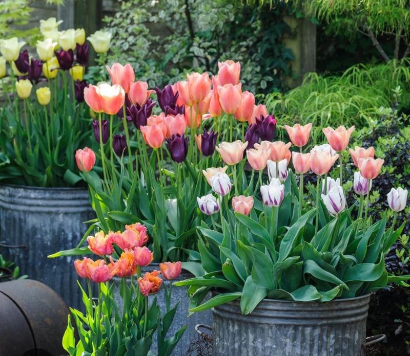 Consistent Watering Schedule
