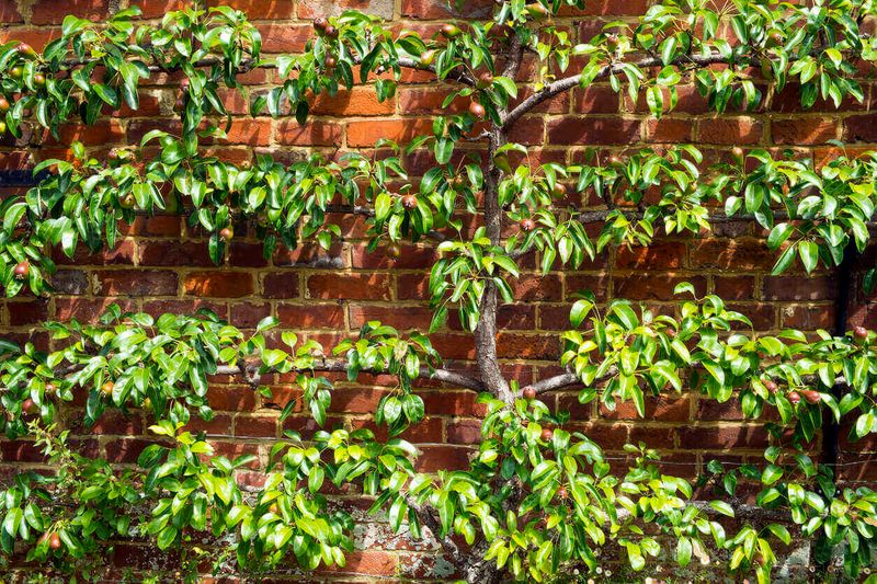 Espalier Fruit Training