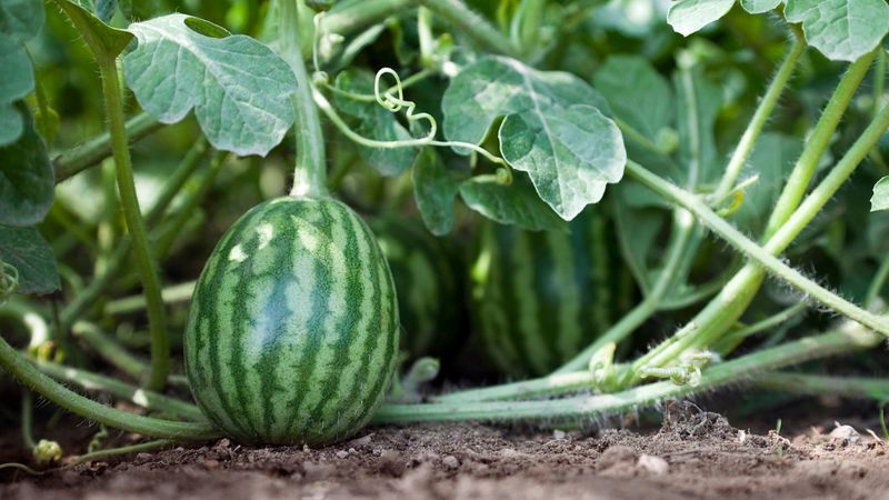 Inconsistent Watering