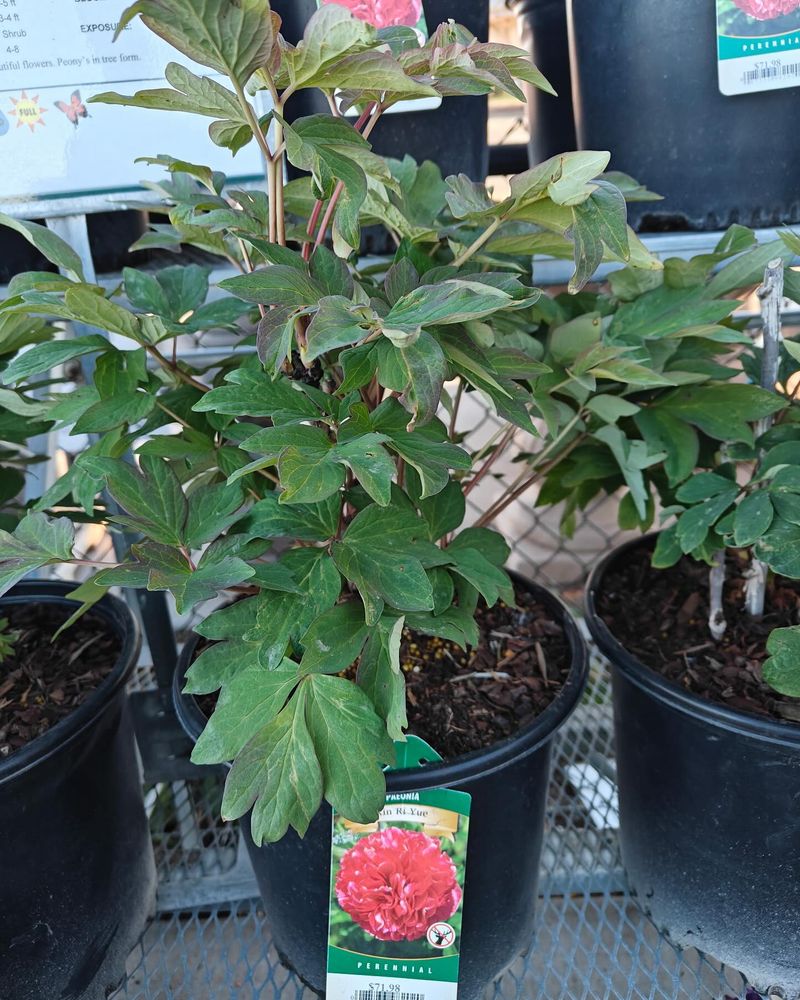 Impatience With Young Plants