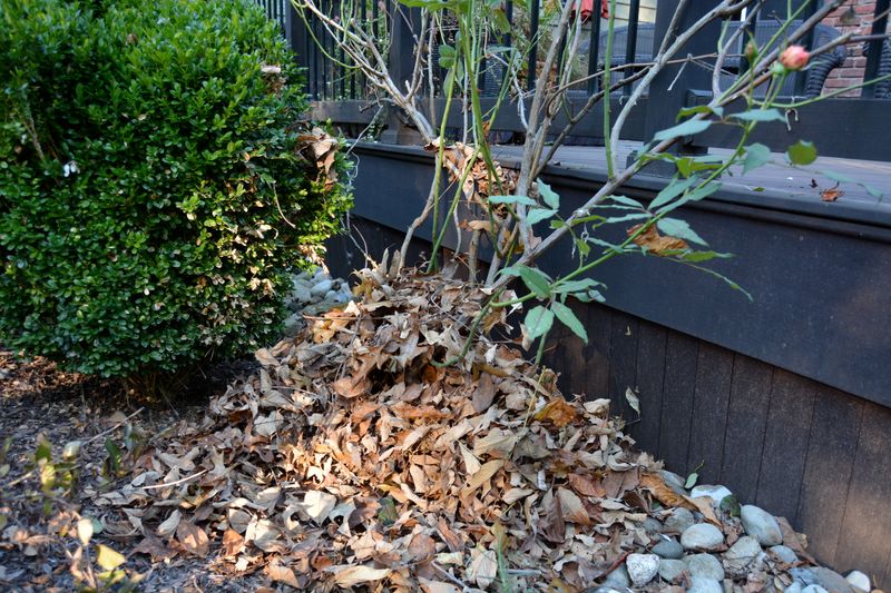 Removing All Fallen Leaves