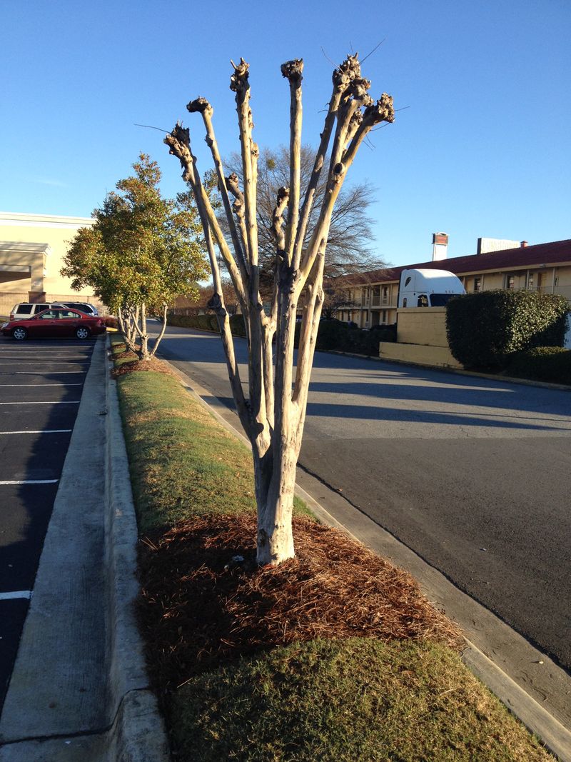 Chainsaw-Pruned Shrubs and Trees