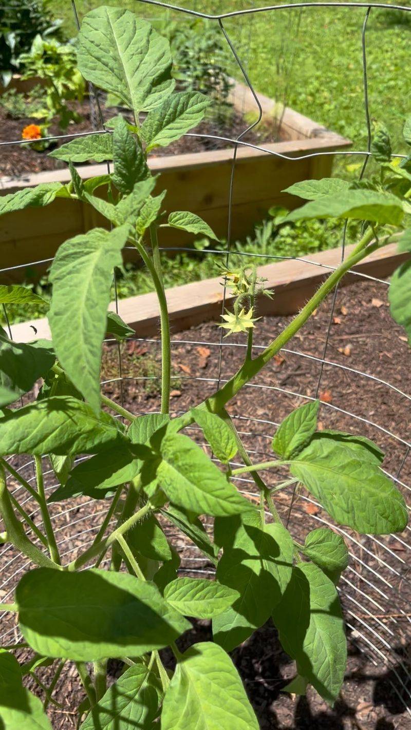 Over-Fertilizing with Nitrogen
