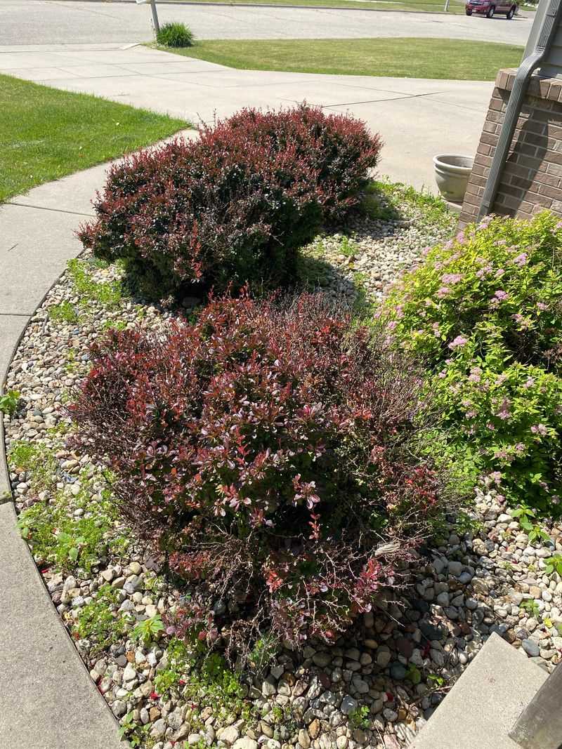 Purple Barberry Bushes