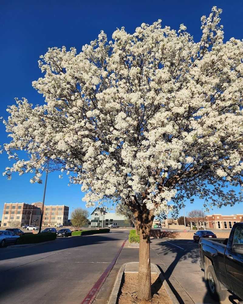 Bradford Pear Trees