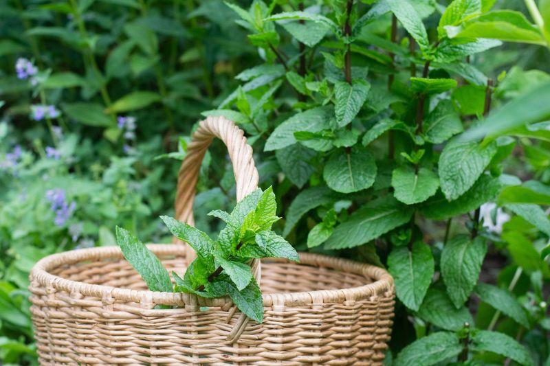 Planting Near Aggressive Mint Family Herbs