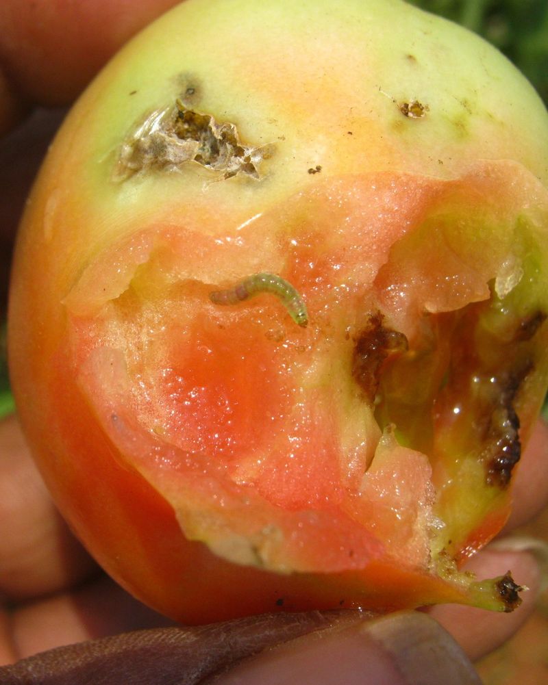 Allowing Pest Damage