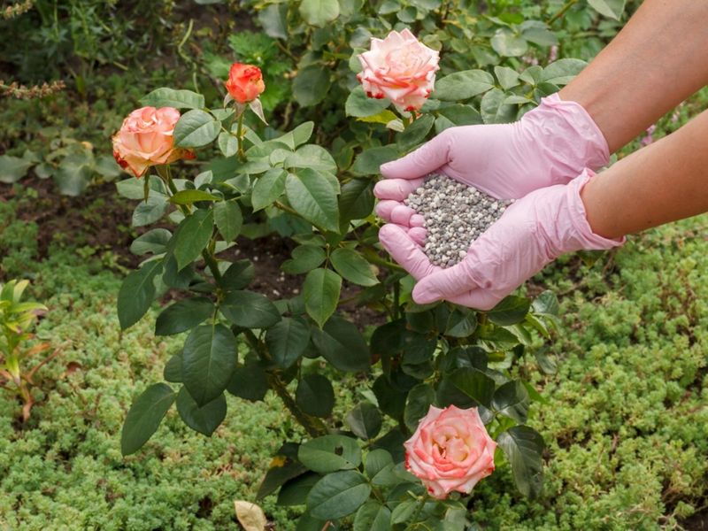 Fertilizer Misuse