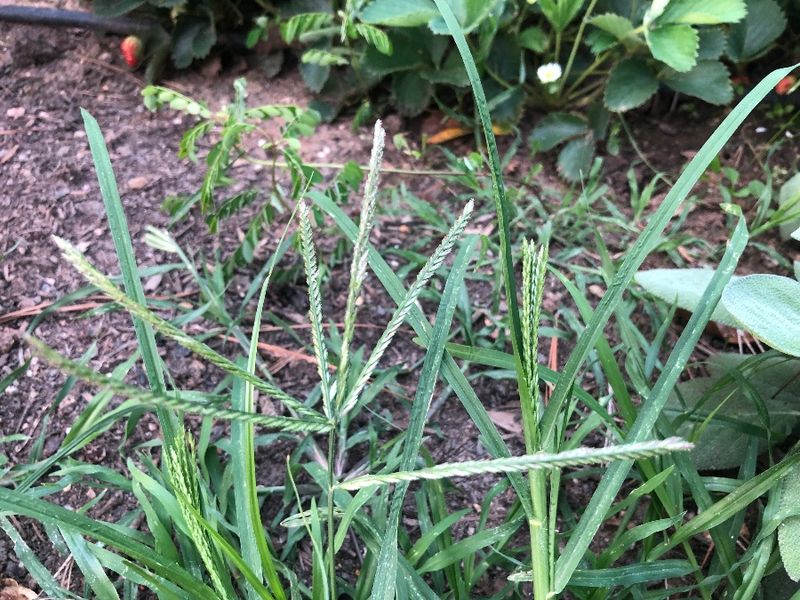 Apply Post-Emergent Herbicides Carefully