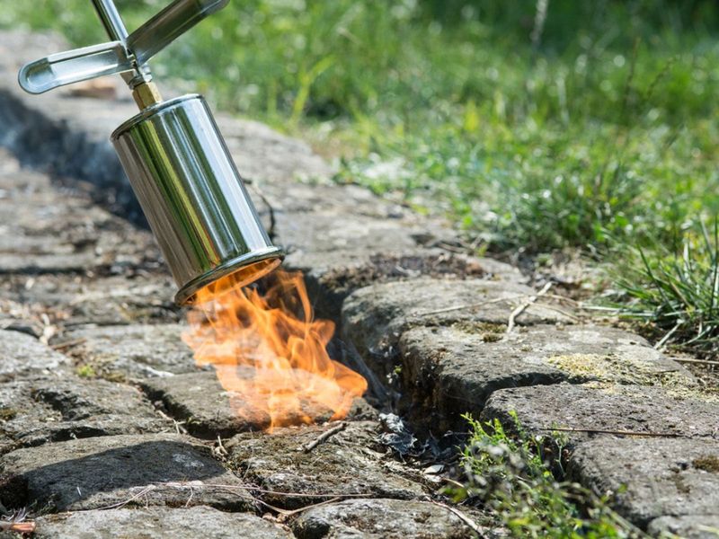 Use Weed Torches